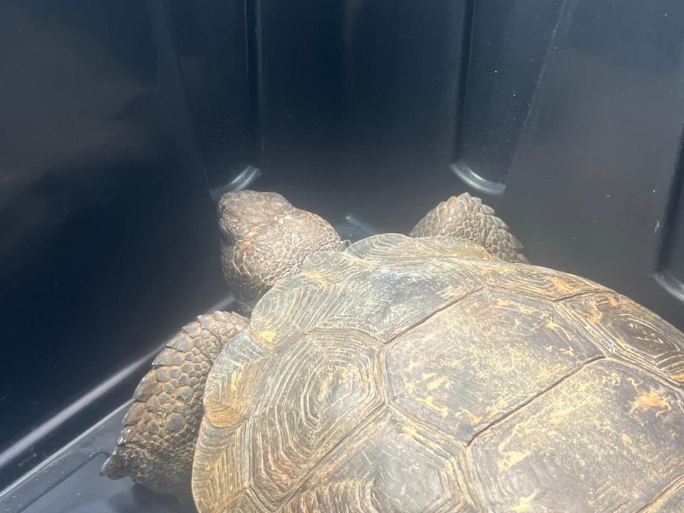 A gopher tortoise named "Soup."
(Credit: John A. Torres)