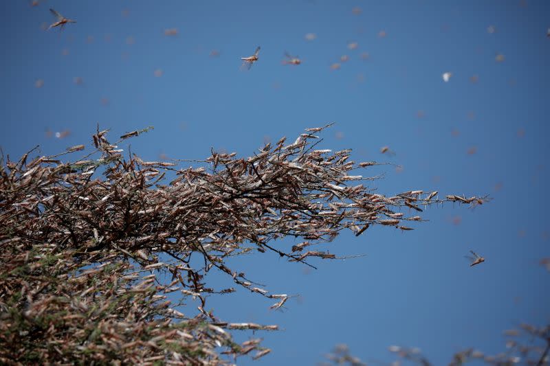 Locust swarm around a tree in the town of Lodwar, Turkana county