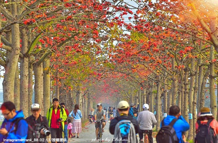 「台南白河林初埤木棉花道」的美景，吸引許多民眾前往踏青。（地址：台南市白河區玉豐里林初埤）   圖：翻攝自instagram frank_88.02.13／開放權限