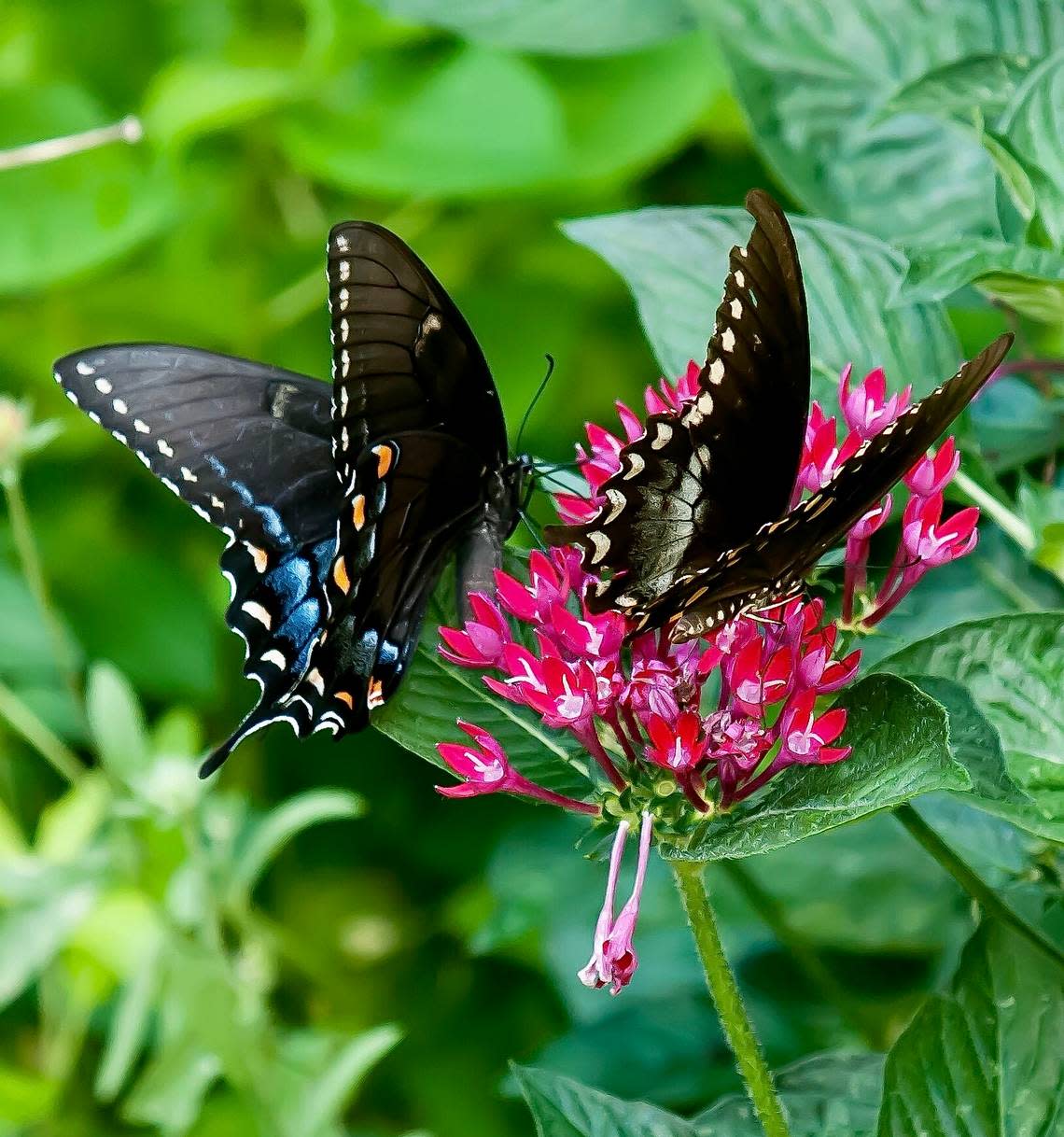 A dark morph female Eastern Tiger Swallowtail and a Spicebush Swallowtail become “Pentas Pals” while feeding on Sunstar Red pentas. Norman Winter/Special to the Ledger-Enquirer