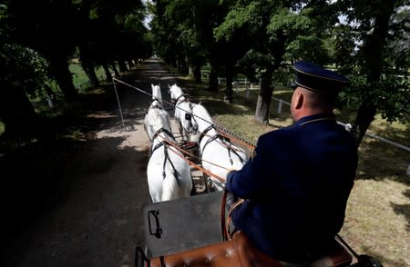 An employee of The National Stud Kladruby nad Labem rides a carriage at a farm in the town of Kladruby nad Labem