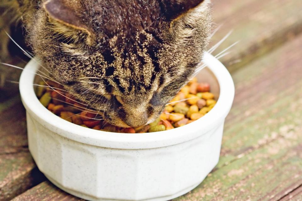 cat eating cat food from a white bowl - cats don't want to work for food