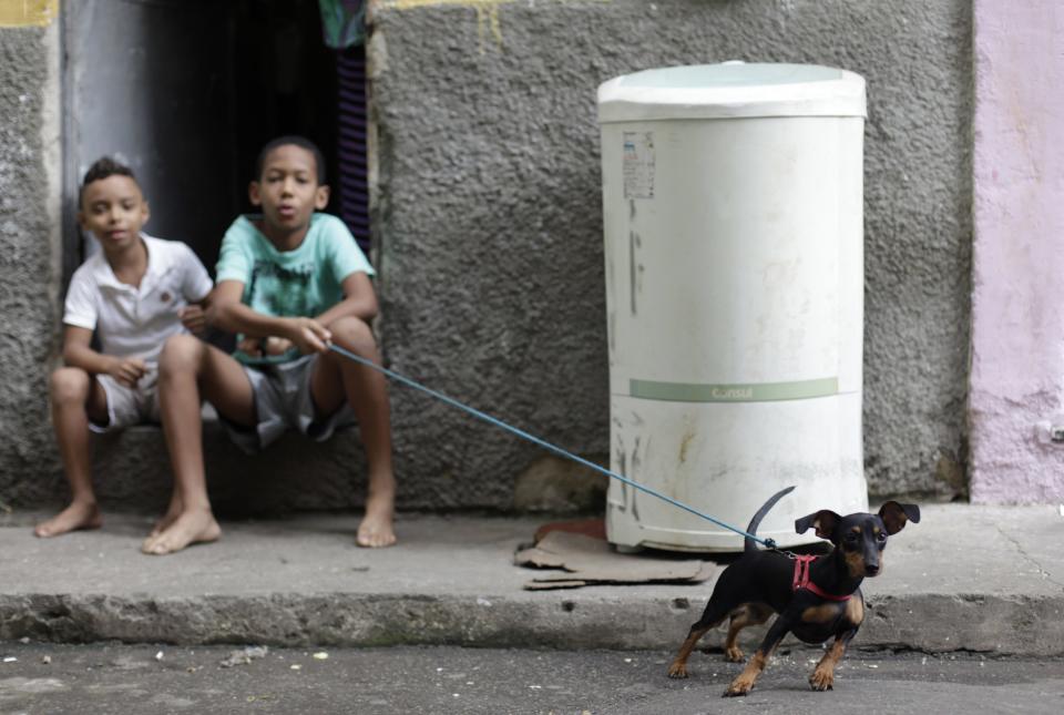 A dog strains against its leash at the Mare slums complex in Rio de Janeiro