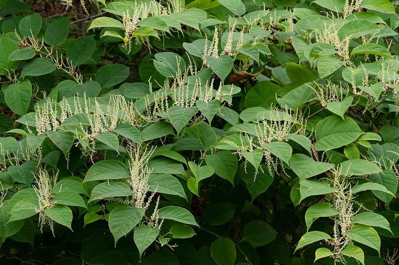 It's crucial for gardeners to be aware of certain plants that are not just "invasive" but also "illegal" to let spread beyond your own borders