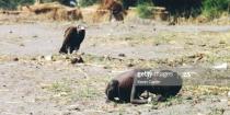 A vulture watches a starving child on March 1, 1993 in Sudan. Photo by Kevin Carter/Sygma/Sygma via Getty Images