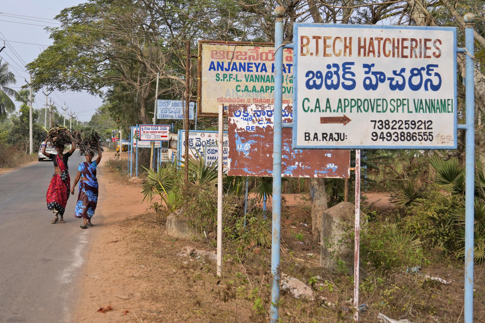 Signs for shrimp hatcheries are displayed on a roadside in Uppada, Kakinada district, Andhra Pradesh, India, Friday, Feb. 9, 2024. An investigation released Wednesday, March 20, 2024, by the Chicago-based Corporate Accountability Lab, a human rights legal group, that found workers face “dangerous and abusive conditions.” (AP Photo/Mahesh Kumar A.)