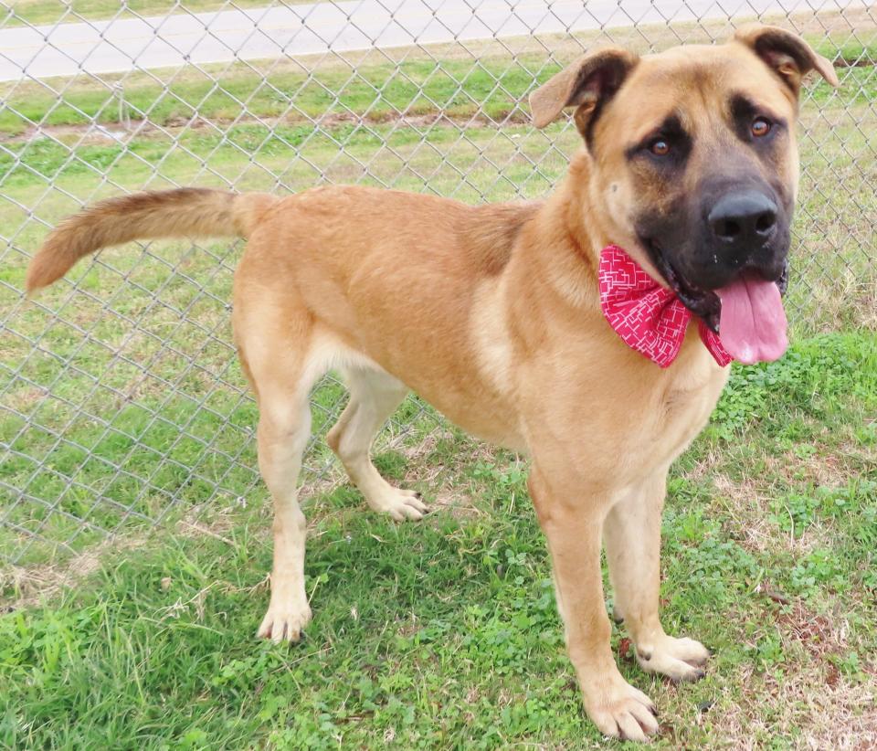 Pippin, a beautiful 2-year-old Bullmastiff mix, is a 113-pound huggy bear. He has a vivacious personality and needs a family that enjoys big dogs and knows their needs. Pippin is a happy and healthy dog who came in as a stray and was not reclaimed. He is good with other dogs. His number at the Oklahoma City Animal Shelter is 371129, and his adoption fee is $60. All pets are spayed and neutered, have a microchip, and have had age-appropriate shots and a health check. The shelter is open from noon to 5:30 p.m. seven days a week at 2811 SE 29. For more information, go to www.okc.petfinder.com and www.okc.gov.