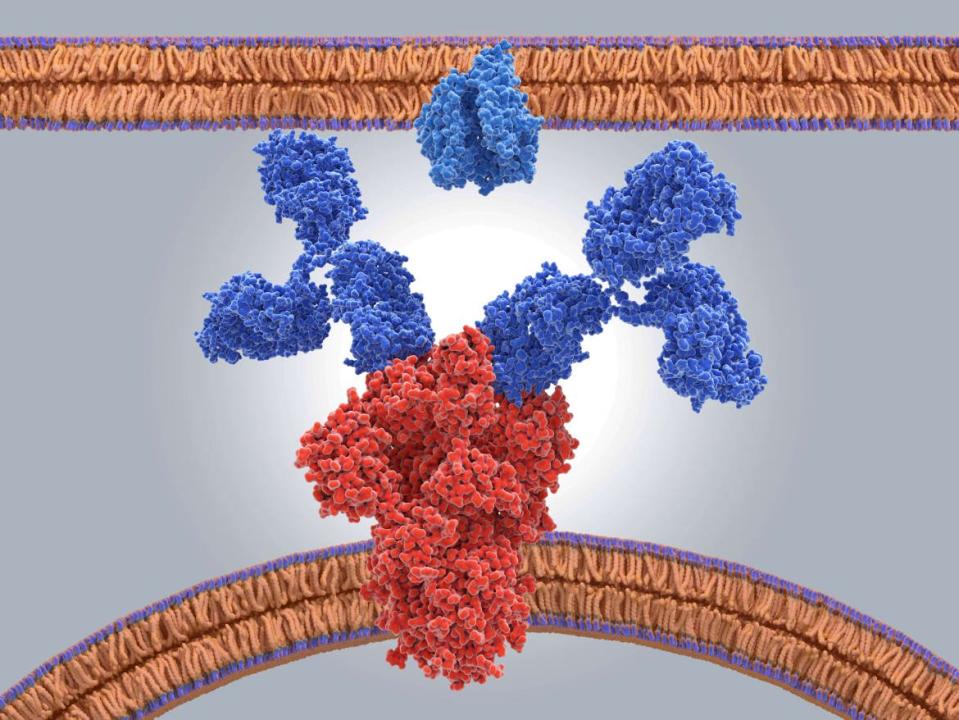 <div class="inline-image__caption"><p>Molecular model of antibodies (blue) binding to the spike (S) protein (red) of the new coronavirus SARS-CoV-2. </p></div> <div class="inline-image__credit">Juan Gaertner/Science Photo Library/Getty</div>