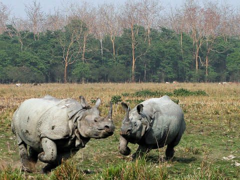 rhino chase