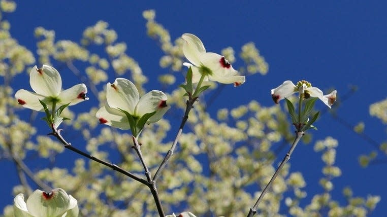 Spring flowering trees can provide an important early-season food source for bees and other pollinators.