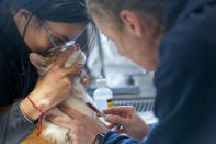 Jacinda Ramos, left, comforts Peanut, her domestic short haired cat as Lauren Reeves, a member of the surgical team, draws blood in the surgery prep room at the Schwarzman Animal Medical Center, Friday, March 8, 2024, in New York. (AP Photo/Mary Altaffer)