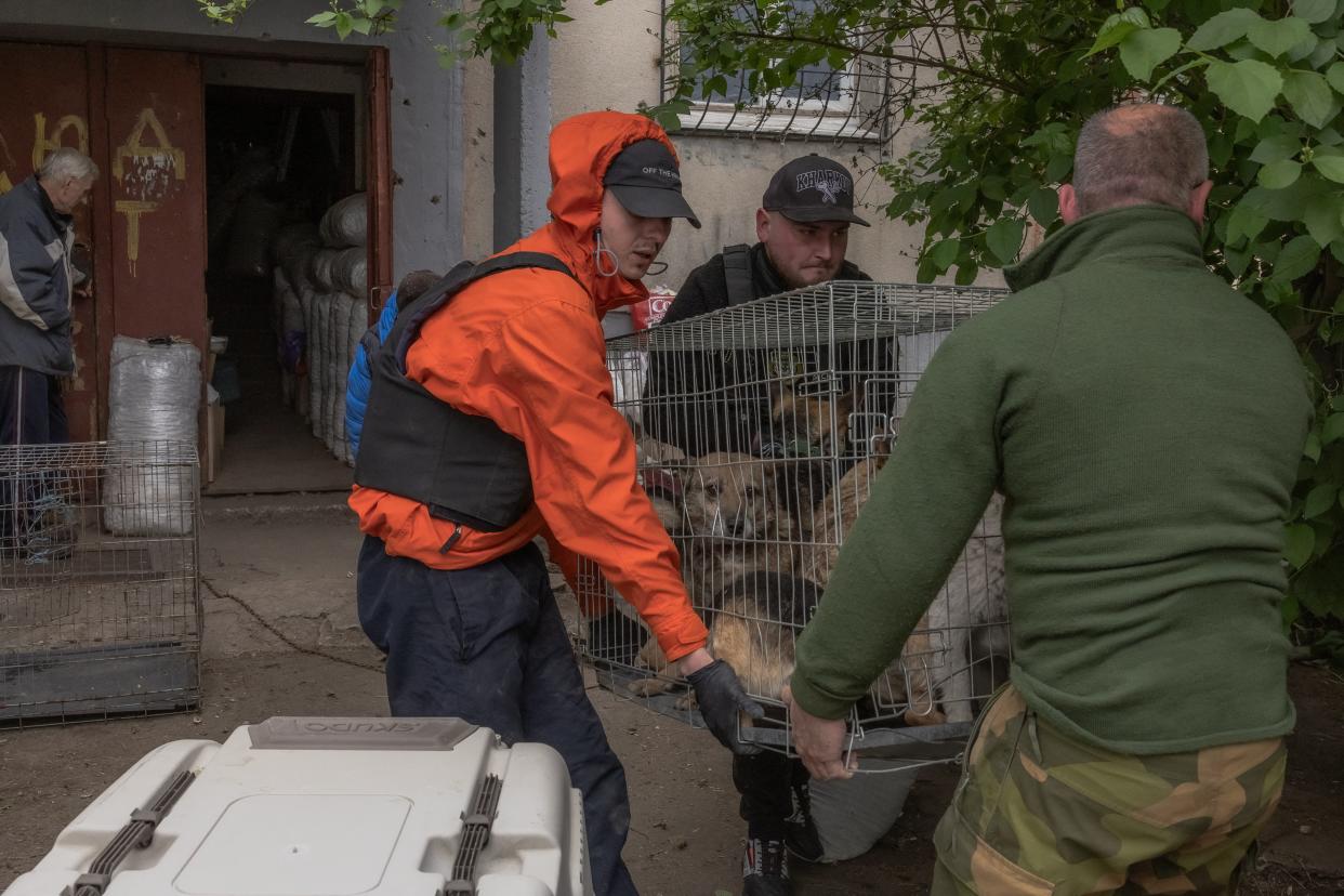 Volunteers carry a cage with dogs rescued by Olena Gubenko, ahead of their evacuation from their residence in Kharkiv (AFP via Getty Images)