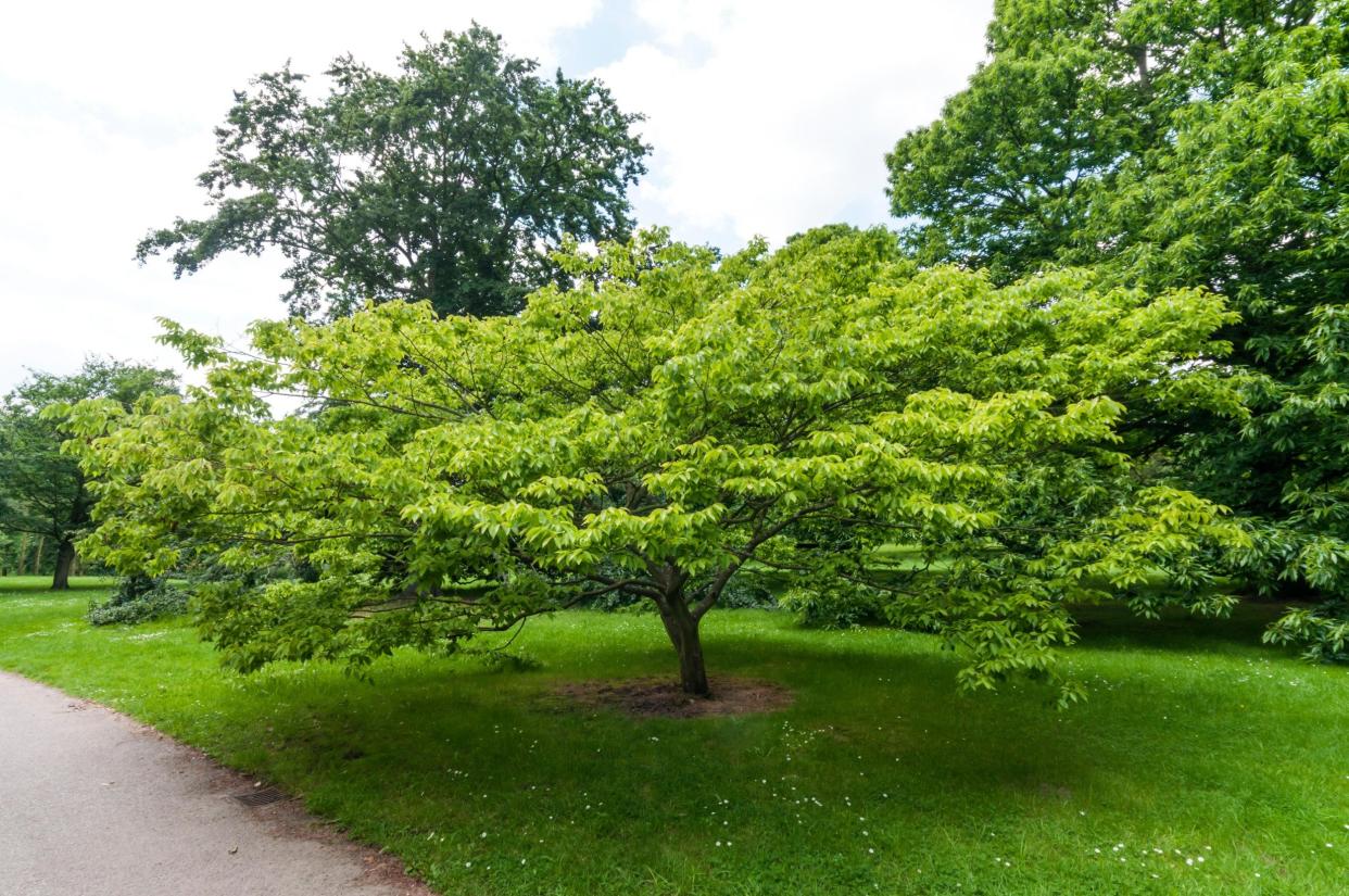 Tree for the future: the Chinese hackberry can tolerate extremes