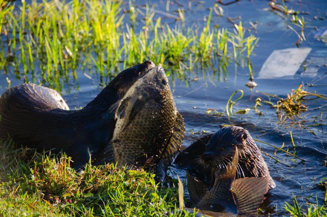 Tracy Prandine photographed two otters eating fish on the bank of the water in her backyard in Bradenton. Prandine was surprised the otters let her get so close on Jan. 18, 2023.