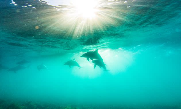 (Photo: Philip Thurston via Getty Images)