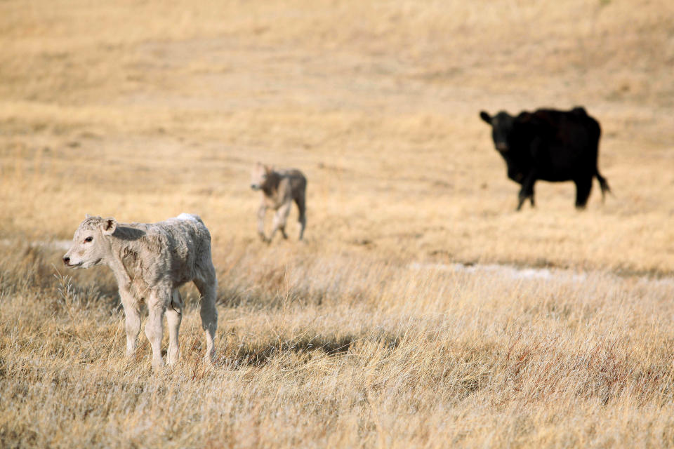 In this March 17, 2014 newborn calves stand in a field on the O'Connor Ranch near Philip, South Dakota. Rancher Chuck O'Connor brought in about 200 females to rebuild his herd which suffered losses in an unexpected blizzard last fall. With the arrival of the spring calving season, O'Connor estimates his herd will grow to around 500 in May. (AP Photo/Toby Brusseau)