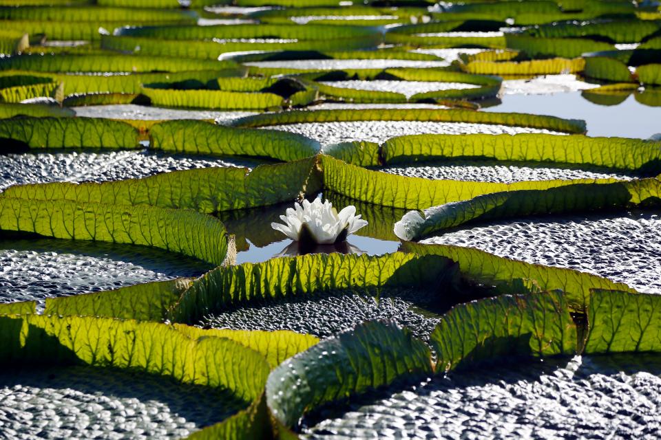 Hundreds of Victoria Cruziana plants float over the Salado river in Piquete Cue, Paraguay.