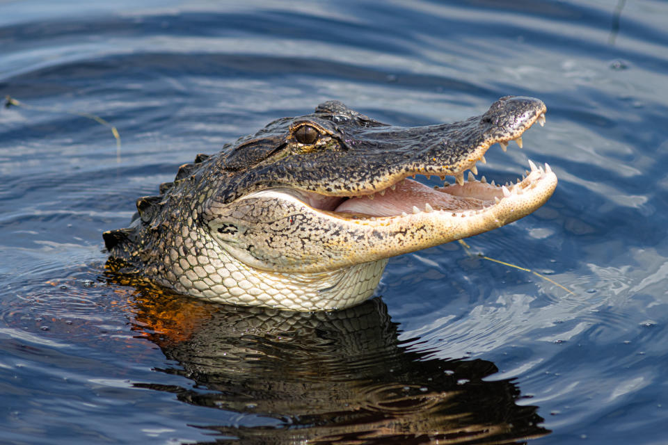 An alligator