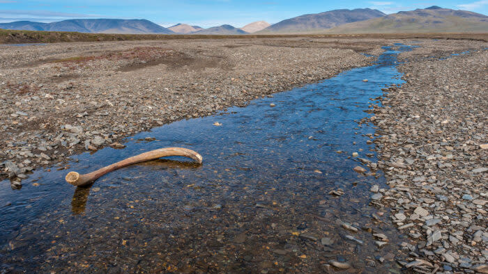 A mammoth tusk in a Wrangel Island streambed. 