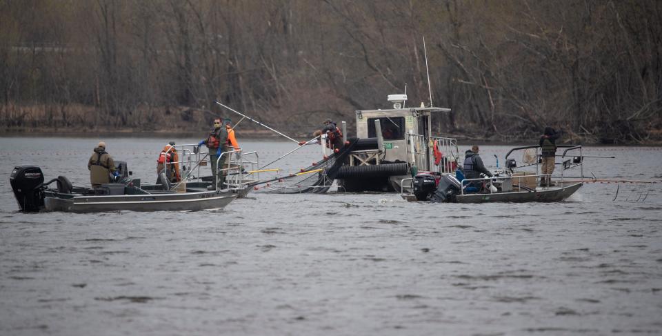 Workers from the Wisconsin DNR, Minnesota DNR, U.S. Fish and Wildlife Service and the U.S Geological Survey take part in an intensive invasive carp removal effort Thursday,  April 8, 2021, on the Mississippi River in La Crosse, Wis.