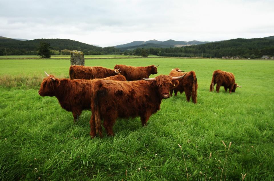 Livestock on the Balmoral Castle grounds in 2008.