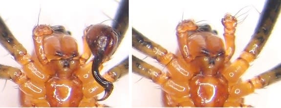 Ventral view of a half-eunuch (i.e., a male with one palp; left) and a full eunuch (i.e., a male without palps; right) <i>Nephilengys malabarensis</i>.