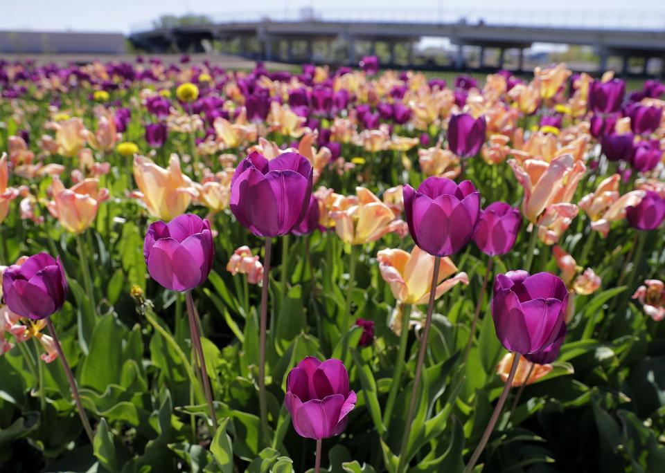Tulips were in full bloom at Washington Park in Neenah on May 6.