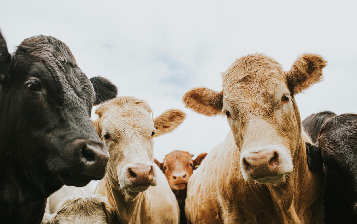 Herd of bullocks standing outside, looking at the camera from a low viewpoint. Sky provides space for copy.