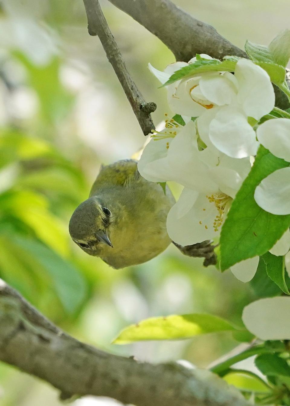 A Tennessee warbler snacks on insects in a flowering tree.