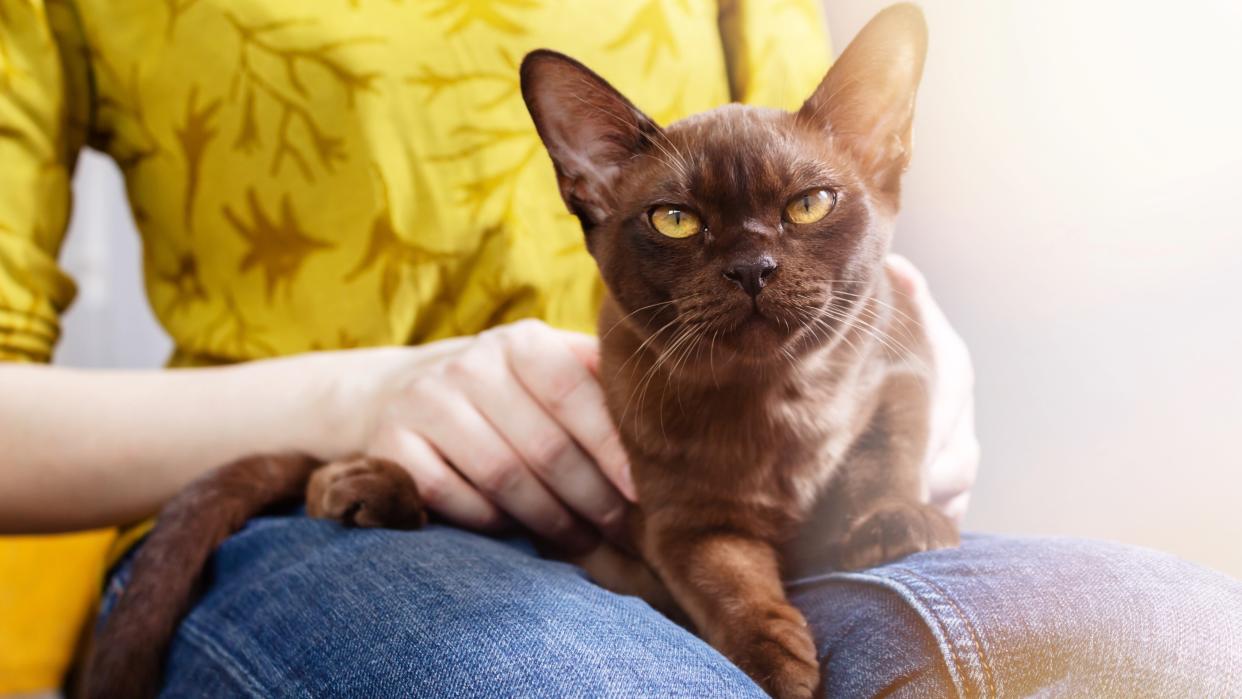  Burmese cat sitting on woman's lap. 