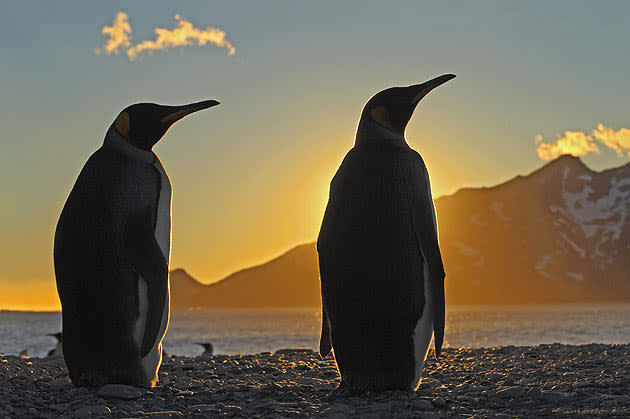 <b>Frozen Planet, BBC One, Wed, 9pm</b><br><b> Episode 2</b><br><br>King penguins silhouetted at dawn, South Georgia. The King Penguin is the second largest species of penguin, weighing up to 35lbs. They eat small fish - mainly lanternfish and squid, and repeatedly dive to more than 100 metres to find lunch. There are an estimated 2.23million pairs of King Penguins with numbers increasing. Our crew spent a month with them and although this picture looks serene, the noise was deafening.