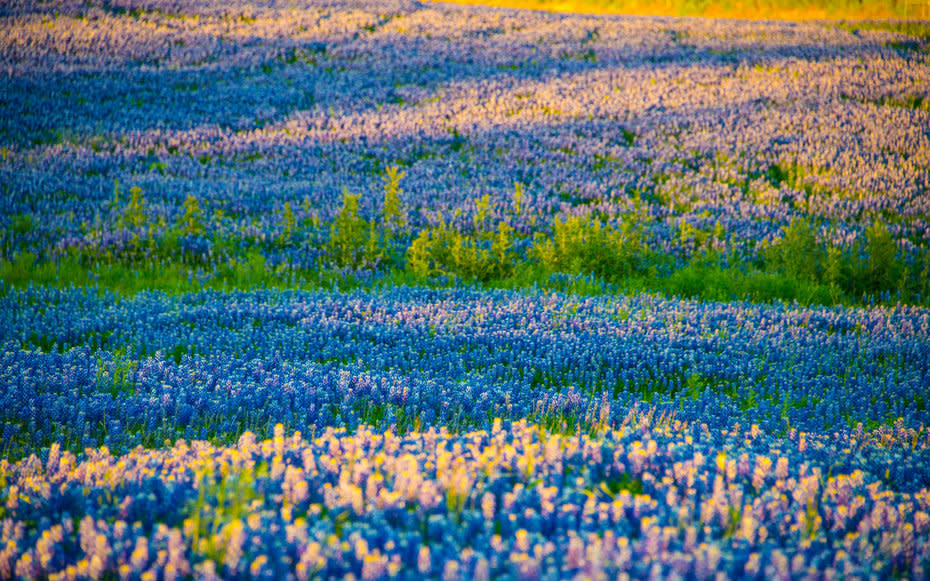 Texas-Bluebonnets-Spring-14-TXBLOOMS0316.jpg