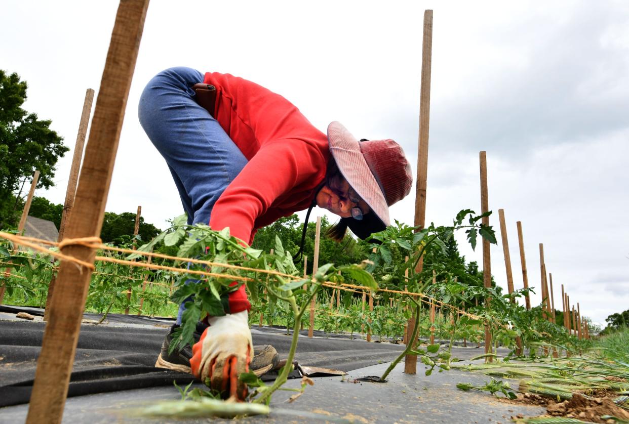 In a file photo, Ben Win, an employee of Davidian's Farm in Northborough, works in the tomato section.