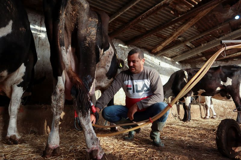 Tunisian dairy farmer Maher Gizmir milks his cows at his farm in Kalaat Al Andalous