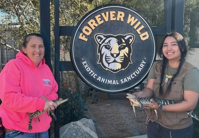 Volunteers at Forever Wild Exotic Animal Sanctuary in Phelan welcome two new alligator rescues, recently saved by California Fish and Wildlife from illegal captivity in San Bernardino.