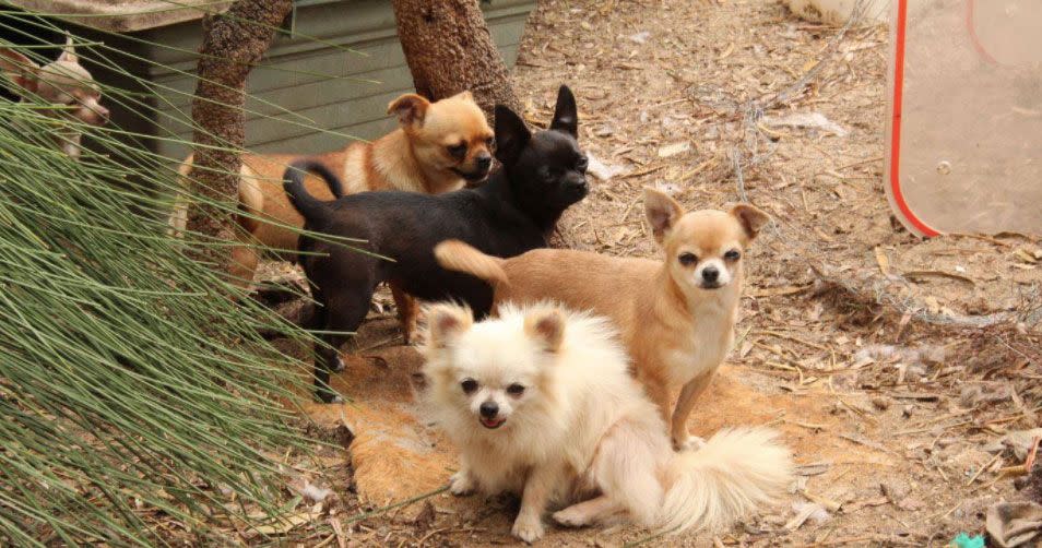 A group of chihuahuas photographed at the property. Source: Twitter/@7NewsPerth