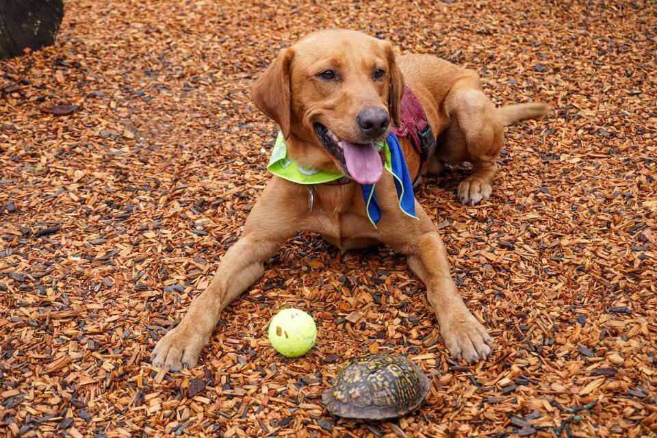 Dogs at RI Zoo Help Save Turtles