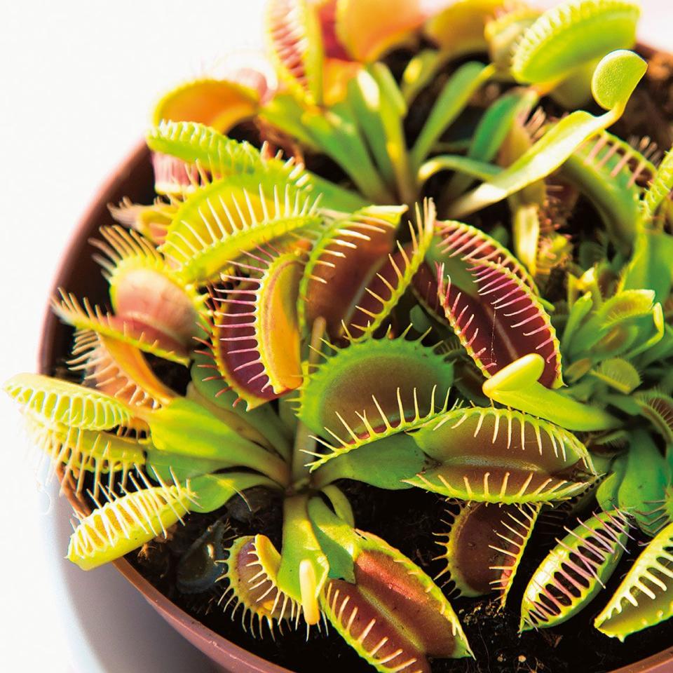 <p><strong>Common name: </strong>Venus fly trap</p><p><strong>Light: </strong>Good light; avoid direct sun</p><p><strong>Care: </strong>Keep moist, but don't over-water</p><p><strong>Tips:</strong> Use distilled water; ideal for terrariums.</p><p><a class="link " href="https://go.redirectingat.com?id=127X1599956&url=https%3A%2F%2Fwww.thompson-morgan.com%2Fp%2Fvenus-fly-trap-house-plant%2FTKA2891TM&sref=https%3A%2F%2Fwww.housebeautiful.com%2Fuk%2Fgarden%2Fplants%2Fg151%2Fbest-plants-kids-bedrooms%2F" rel="nofollow noopener" target="_blank" data-ylk="slk:BUY NOW;elm:context_link;itc:0;sec:content-canvas">BUY NOW</a></p>