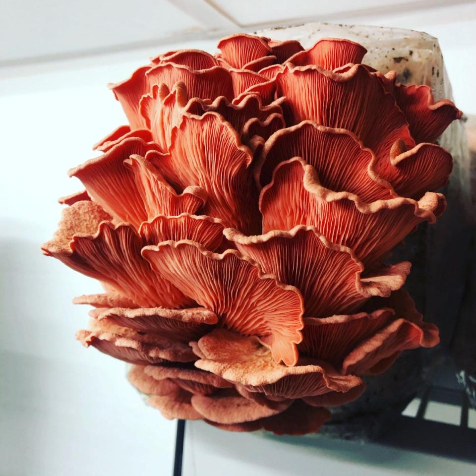 Pink oyster mushrooms