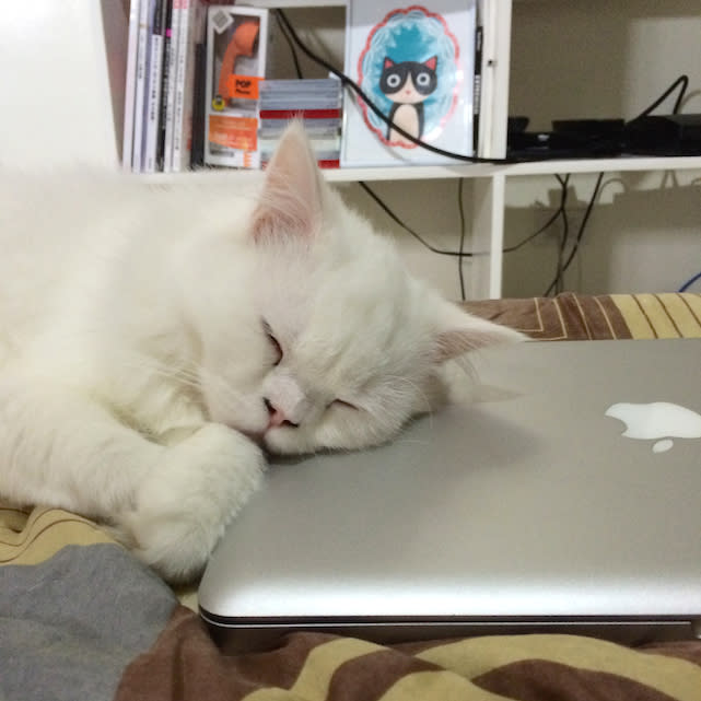 Cat sleeping on MacBook Pro