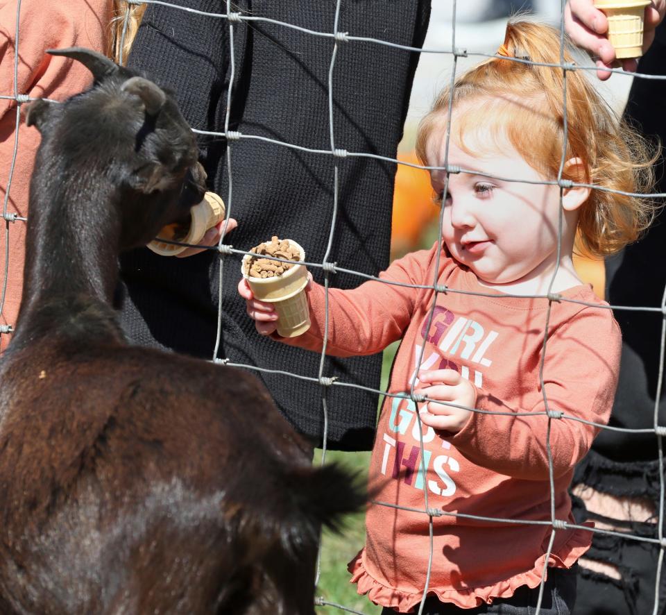 Two-year-old Sloane Hoots feeds the goats Saturday, Oct. 15, 2022, during the Fall Festival at Lewis Farm in Ranlo.