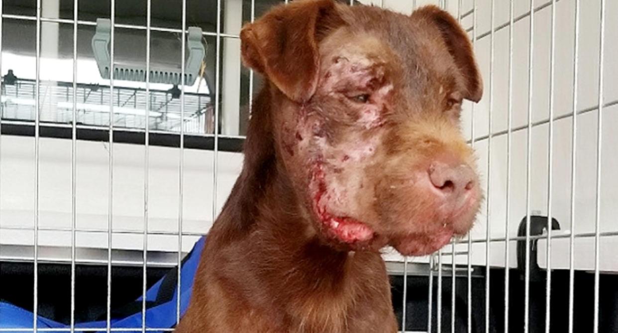 The dog was left with severe injuries after the illegal fight (SWNS)