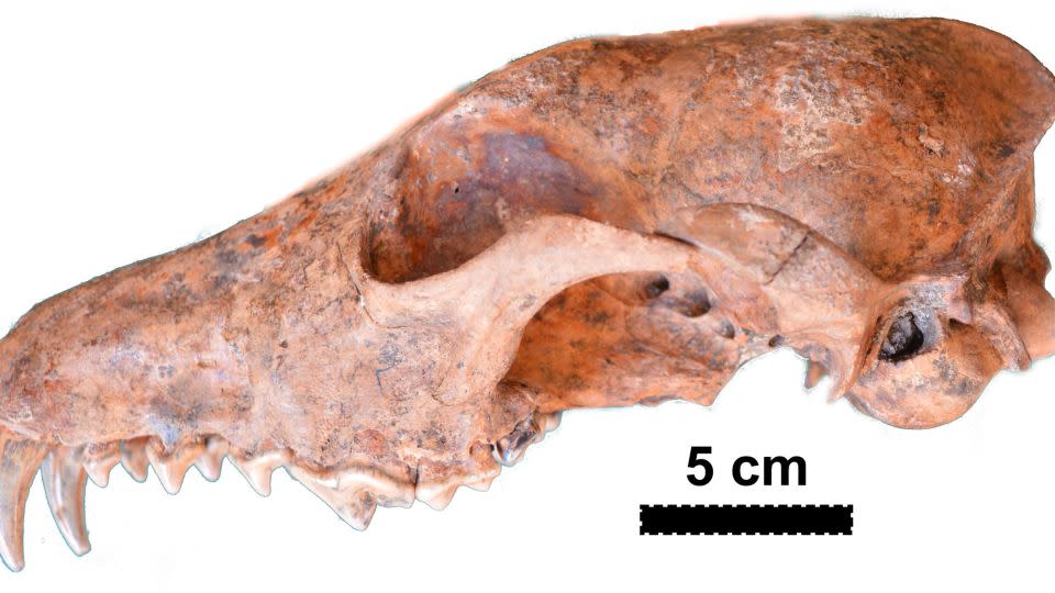 Ο D. avus έζησε από το Πλειστόκαινο (περίπου 2,6 εκατομμύρια έως 11.700 χρόνια πριν) μέχρι το Ολόκαινο και εξαφανίστηκε πριν από περίπου 500 χρόνια.  Εδώ είναι ένα πλήρες κρανίο από μια τοποθεσία διαφορετική από τη βόρεια Παταγονία.  - Ευγενική προσφορά του Francisco Prevosti