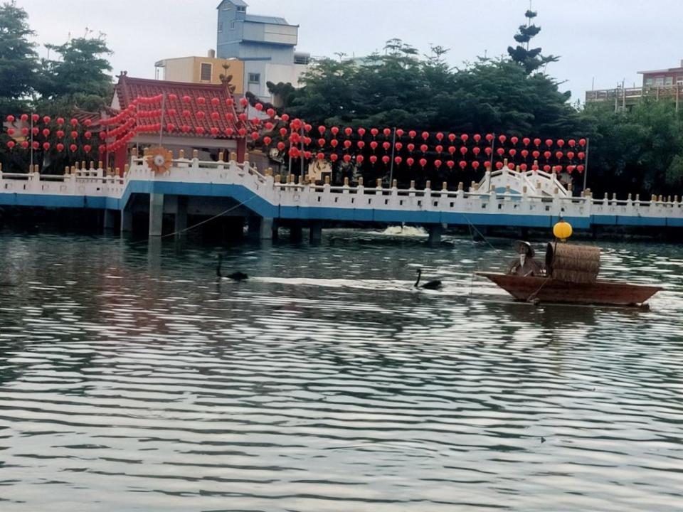 下營上帝廟武承恩公園有黑天鵝嬉遊，更有民眾餵魚，相當悠閒。（記者林相如攝）