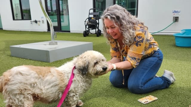 A dog reunites with its owner.