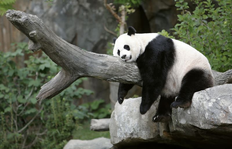 FILE PHOTO: Giant panda Mei Xiang sleeps at the National Zoo in Washington