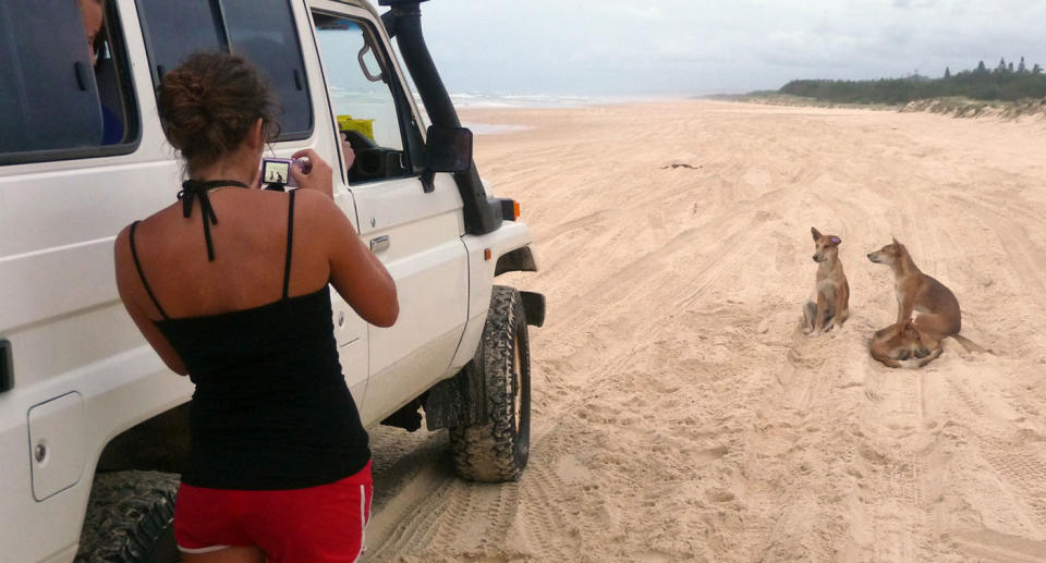 A tourist takes a photo of three dingo pups on Fraser Island.