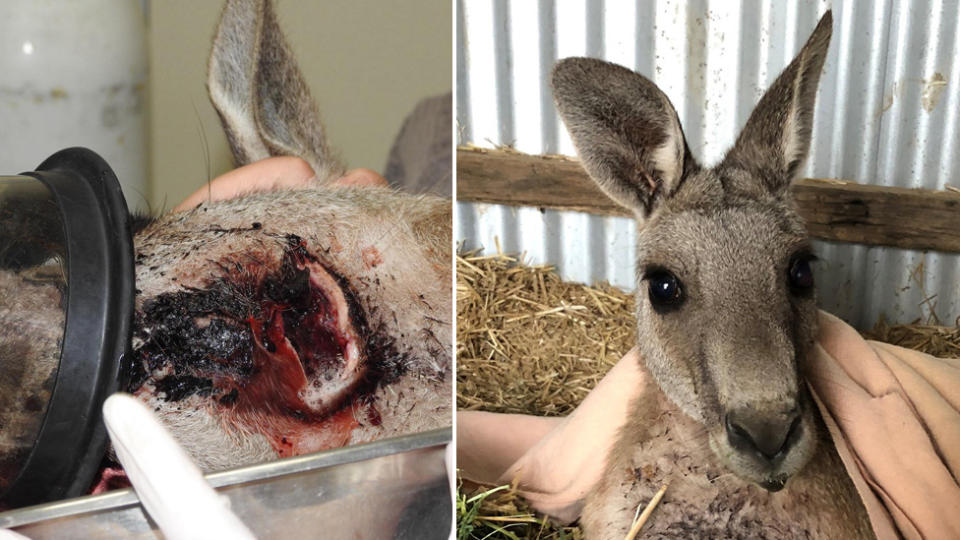 Frank the kangaroo suffered a wound to his neck (left) and is now in recovery (right).