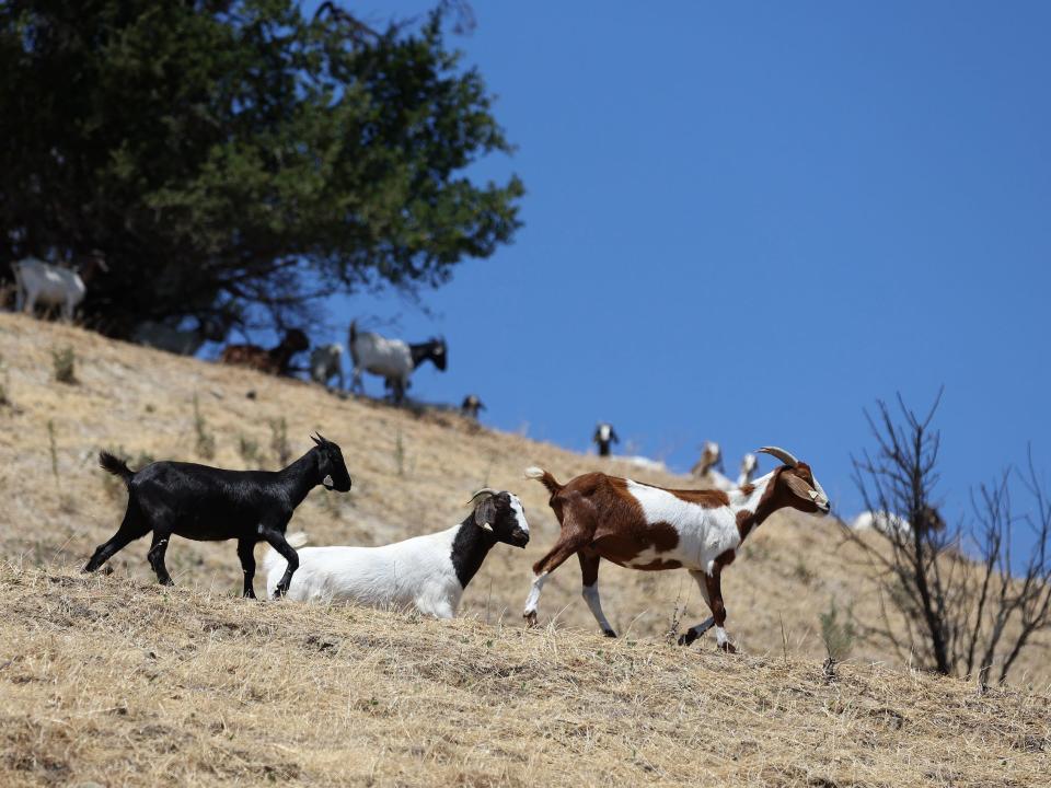 Goats graze on dried grass on Bay Area Rapid Transit (BART) property on July 27, 2022 in Walnut Creek, California.