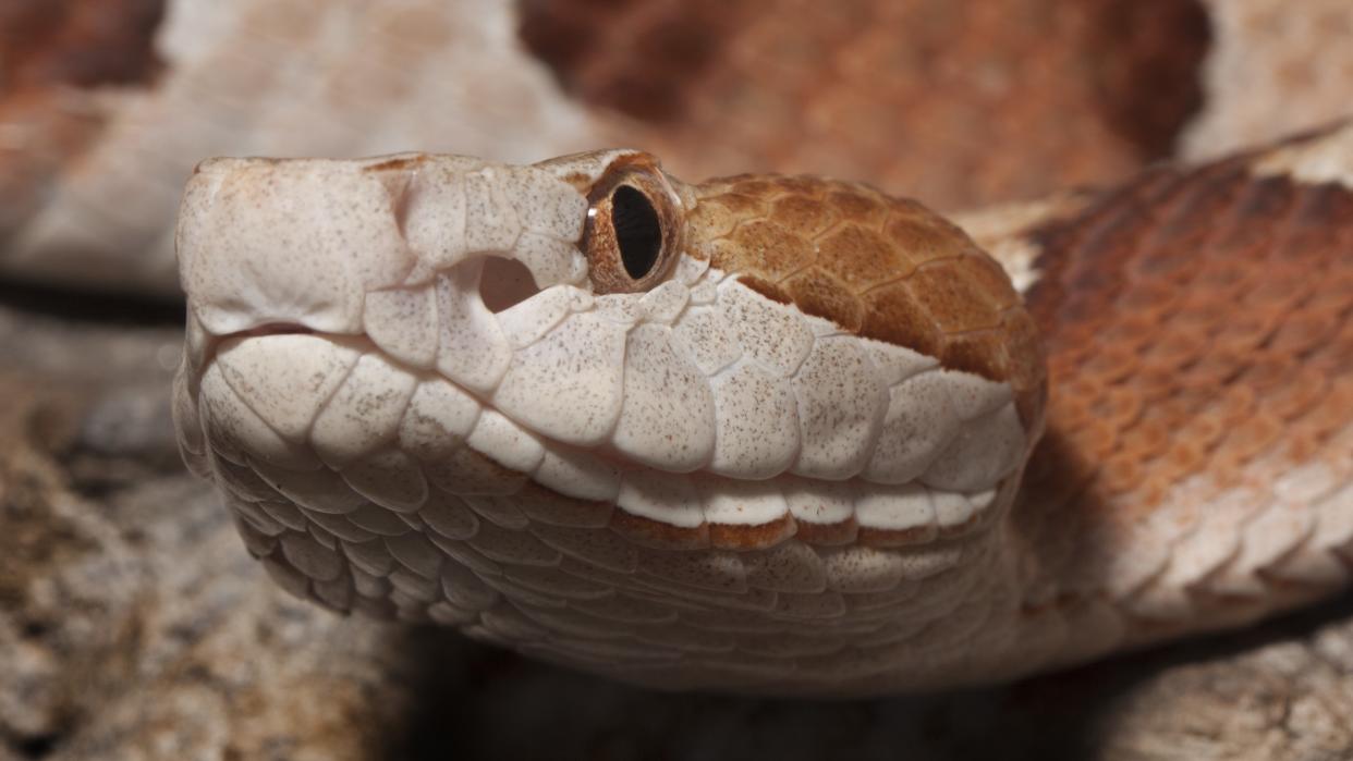  A close-up picture of a copperhead snake's head and left eye. 